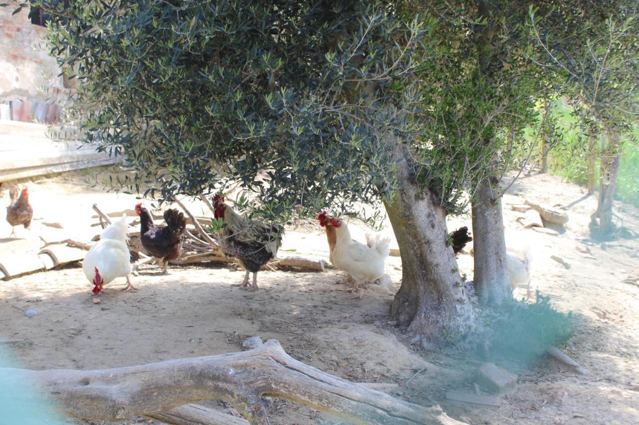 Appartamento Casa vacanza Podere Ristoro San Giovanni dʼAsso Esterno foto